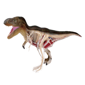 Объемная анатомическая модель Динозавр Тираннозавр (1)