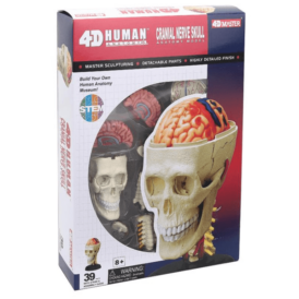 4D Master Черепно-мозговая коробка человека (1)
