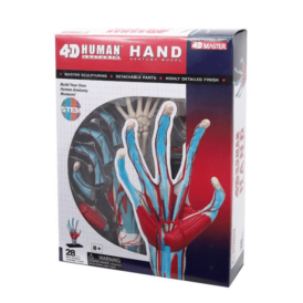 4D Master Рука людини (1)